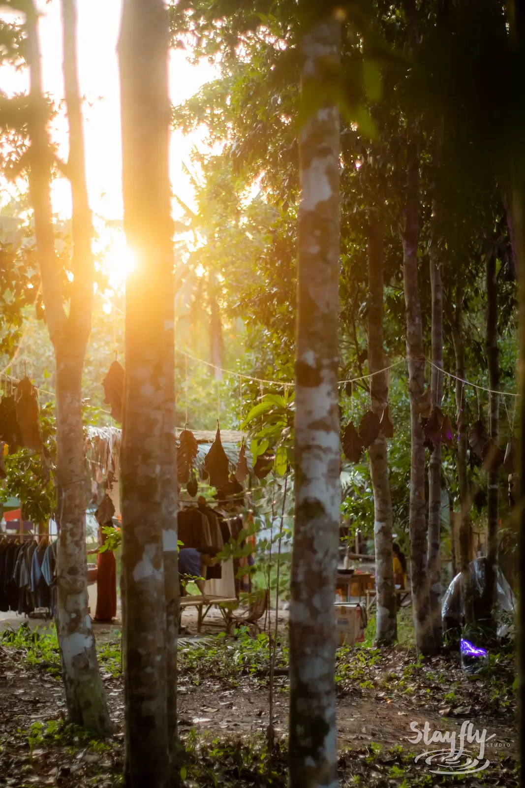 Golden hour light through trees near market stalls.